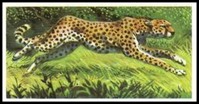 11 Cheetah